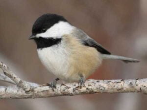 Chickadee-in-wissen-ponit