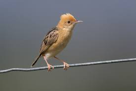 Cisticola-wissen-point