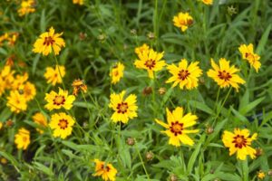 Coreopsis