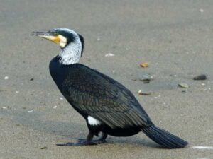 Cormorant-in-wissen-point