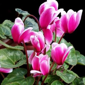 Cyclamen