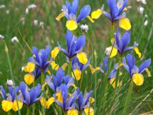 Dutch Iris