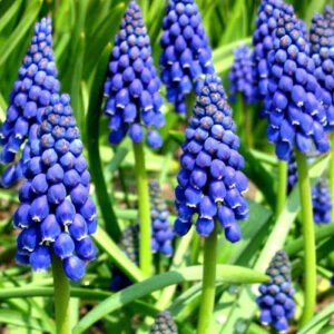 Grape Hyacinth