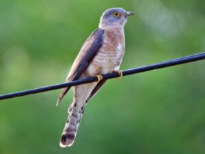 Hawk-Cuckoo-wissen-point