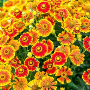 Helenium