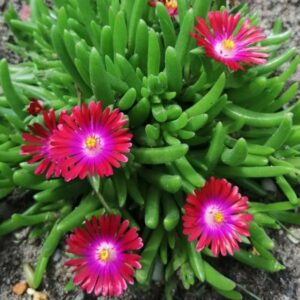 Ice Plant