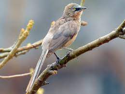 Large Grey Babbler
