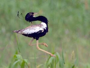 Lesser Florican