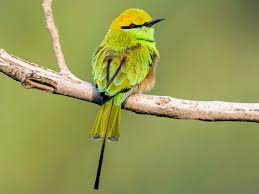 Little Green Bee-eater