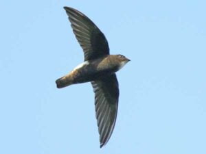 Little Swift