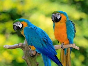 Macaw