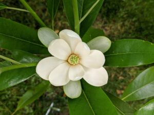 Magnolia