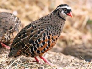 Manipur Bush-quail