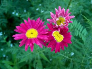 Painted Daisy