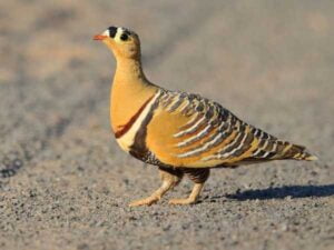 Painted Sandgrouse