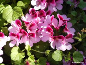 Pelargonium