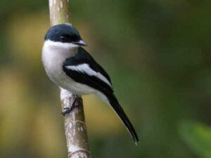 Pied Flycatcher-shrike