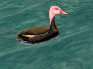 Pink-headed Duck