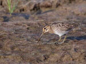 Pintail Snipe