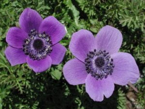 Poppy Anemone