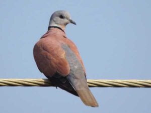 Red Collared-dove