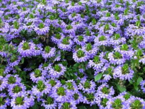 Scaevola