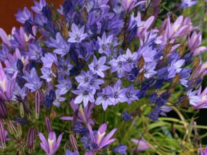 Triteleia