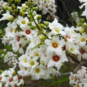 Xanthoceras sorbifolium