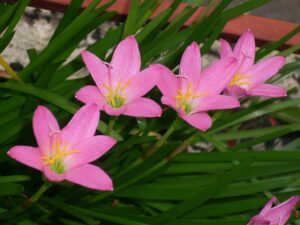 Zephyranthes