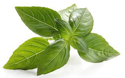 Basil Seeds