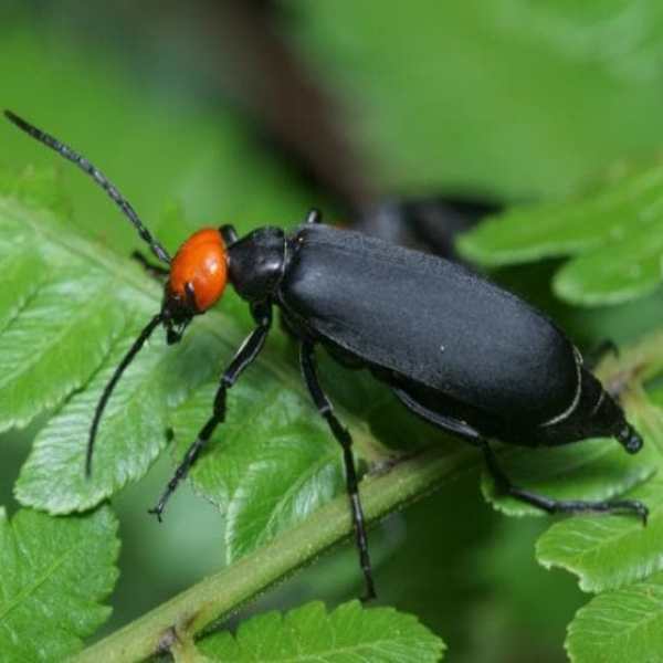 Bholda Insect Top 100 Insects Name in Hindi & English - 100 कीड़ों के नाम