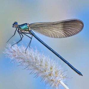 Dragonfly,Dragonflie