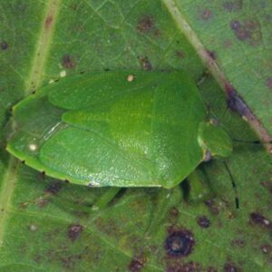 Green Stink Bug