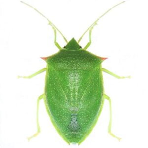 Redbanded Shield Bug