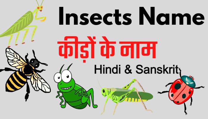 Top 50 Insects-Name-in-hindi-Sanskrit
