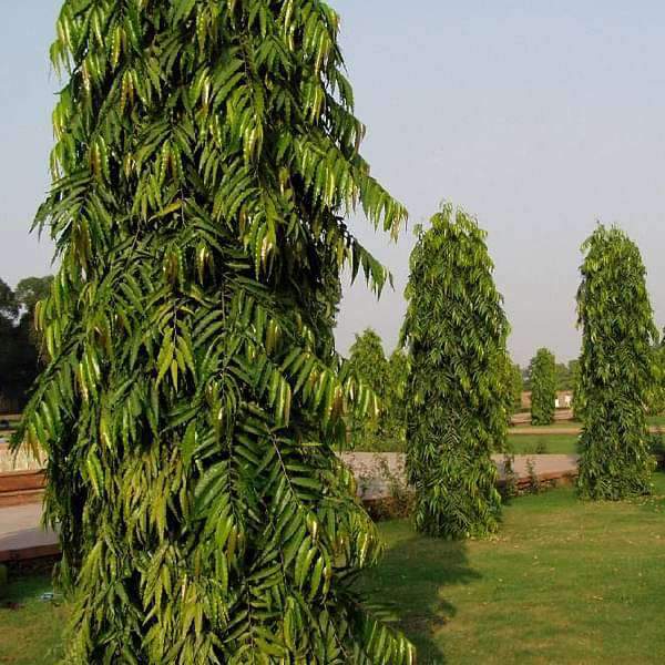 polyalthia-ashok-tree