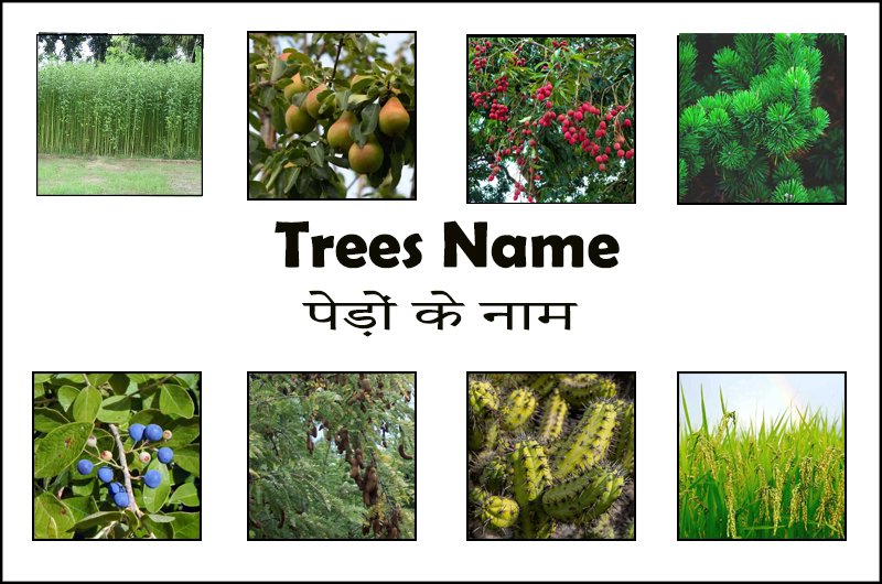 पेड़ों के नाम