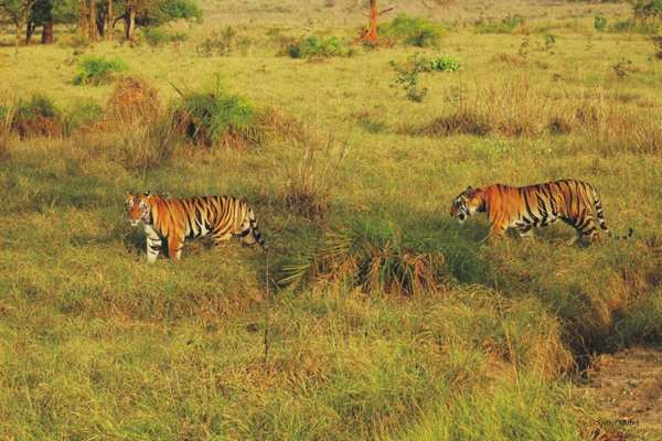 Kamlang Tiger Reserve