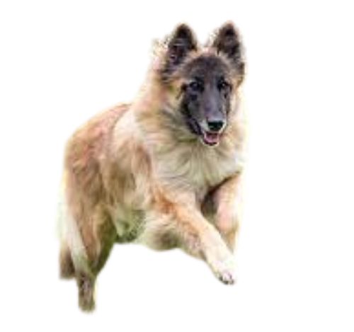 Belgian Tervuren