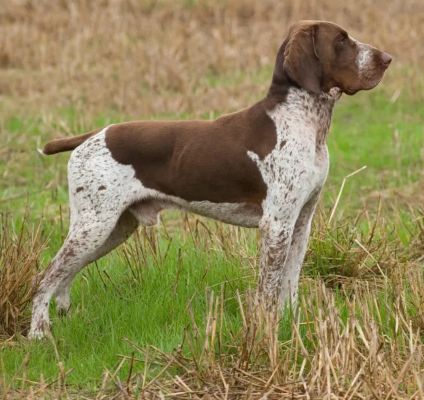 Hunting Dog