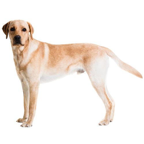 Labrador Dog