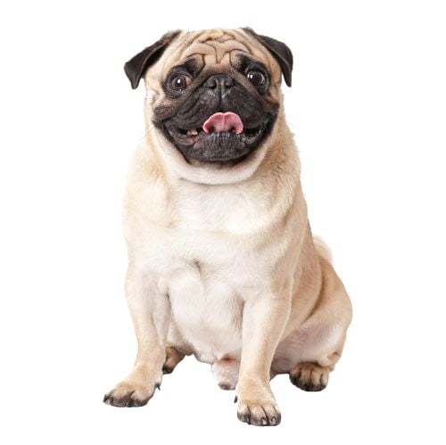 Pug Dog