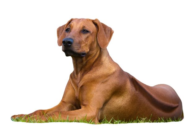 Rhodesian Ridgeback