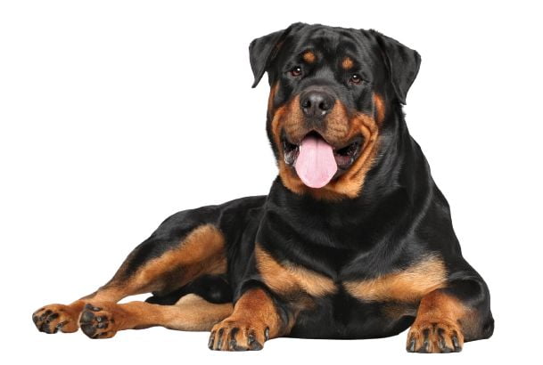 Rottweiler Dog