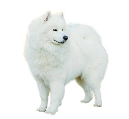 Samoyed