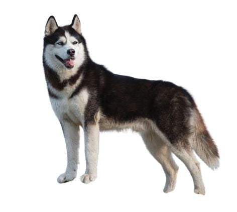 Siberian Husky Dog