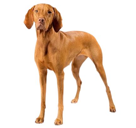 Vizsla