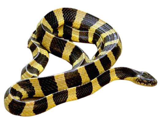 Banded Krait
