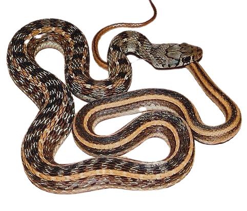 Buff Striped Keelback