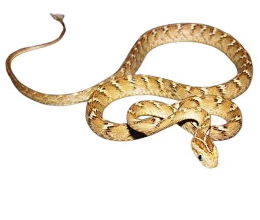 Common Cat Snake